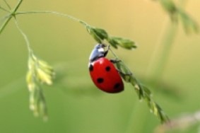 Die Pflege von angelegten Grünflächen ist aktiver Klimaschutz